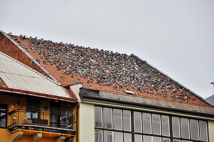 A2B Pest Control are able to install spikes to deter birds from roofs in Newport Shropshire. 