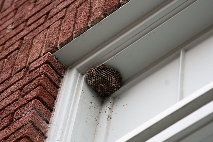 We provide a wasp nest removal service for domestic and commercial properties in Newport Shropshire.